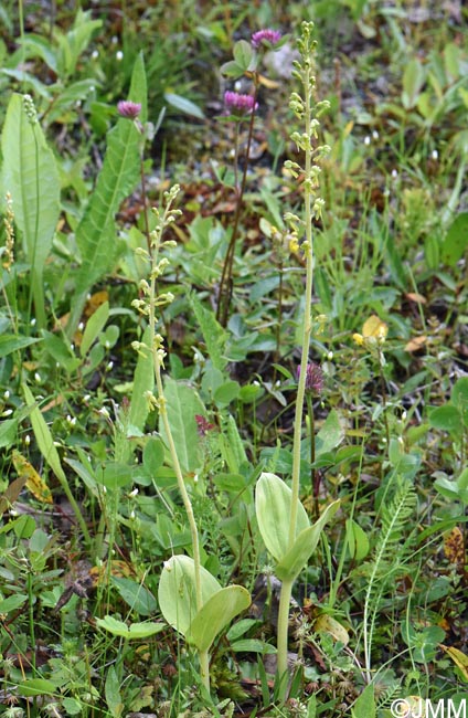 Listera ovata = Neottia ovata