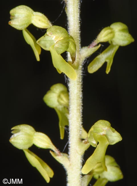 Listera ovata = Neottia ovata