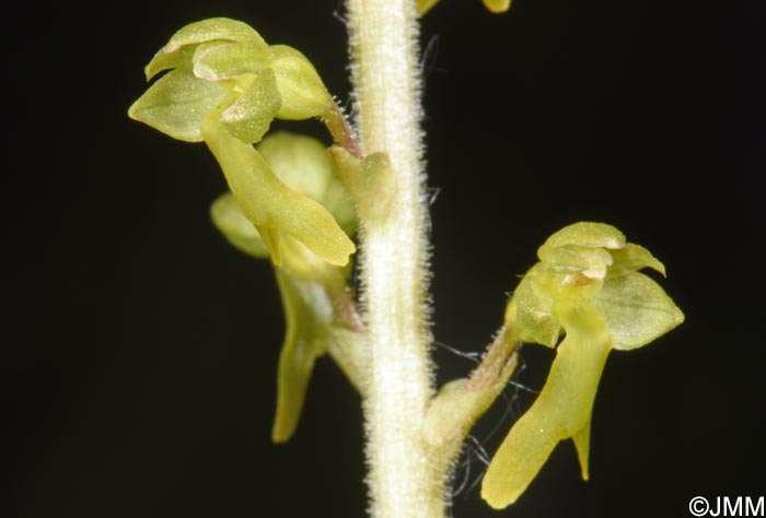 Listera ovata = Neottia ovata