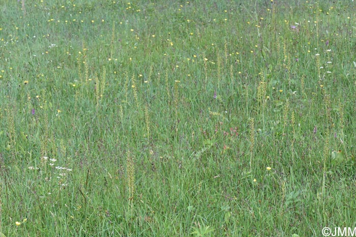 Listera ovata = Neottia ovata