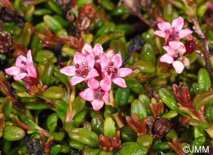 Loiseleuria procumbens