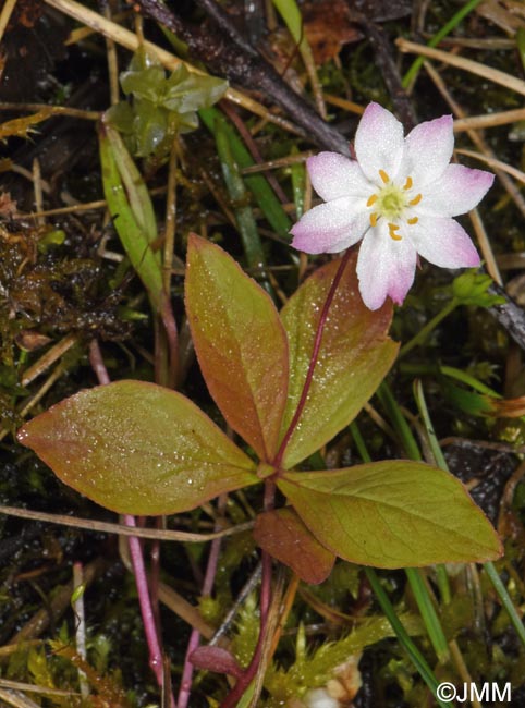 Lysimachia europaea = Trientalis europaea
