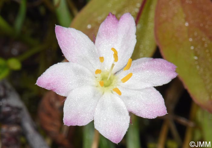 Lysimachia europaea = Trientalis europaea