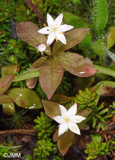 Lysimachia europaea = Trientalis europaea