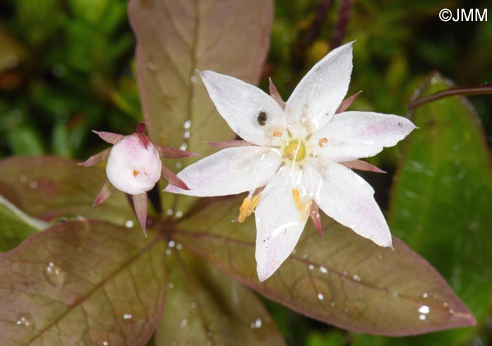 Lysimachia europaea = Trientalis europaea