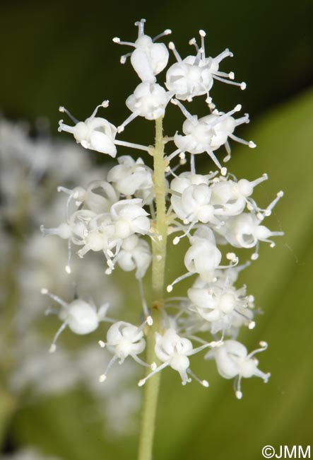 Maianthemum bifolium