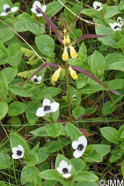 Cornus suecica & Melampyrum pratense