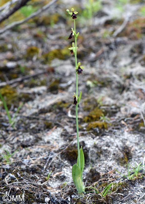 Ophrys insectifera