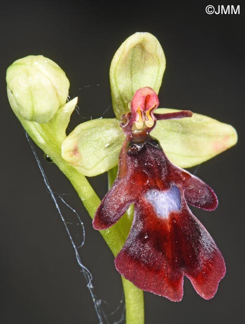 Ophrys insectifera