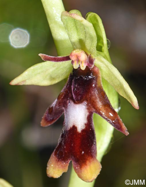 Ophrys insectifera
