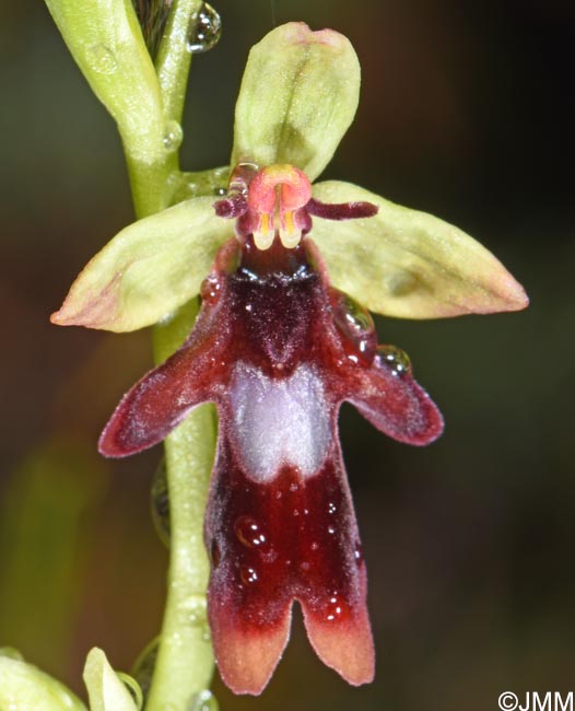 Ophrys insectifera