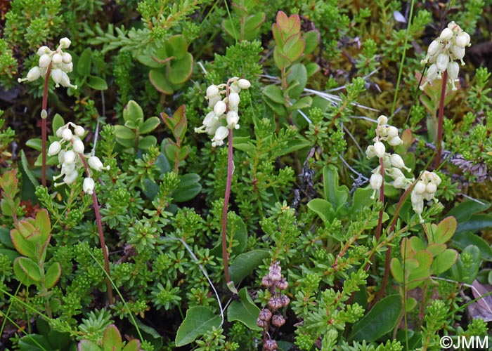Orthilia secunda