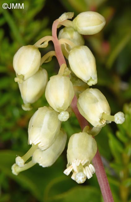 Orthilia secunda