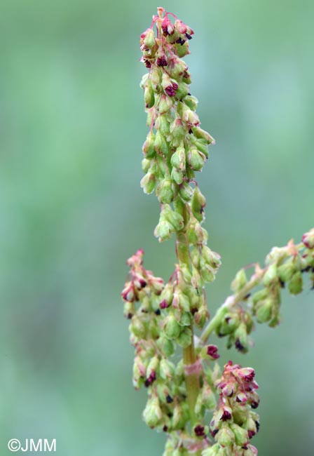 Oxyria digyna