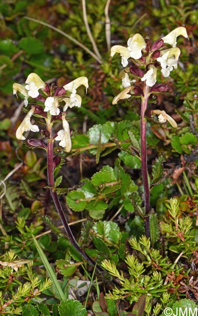 Pedicularis lapponica