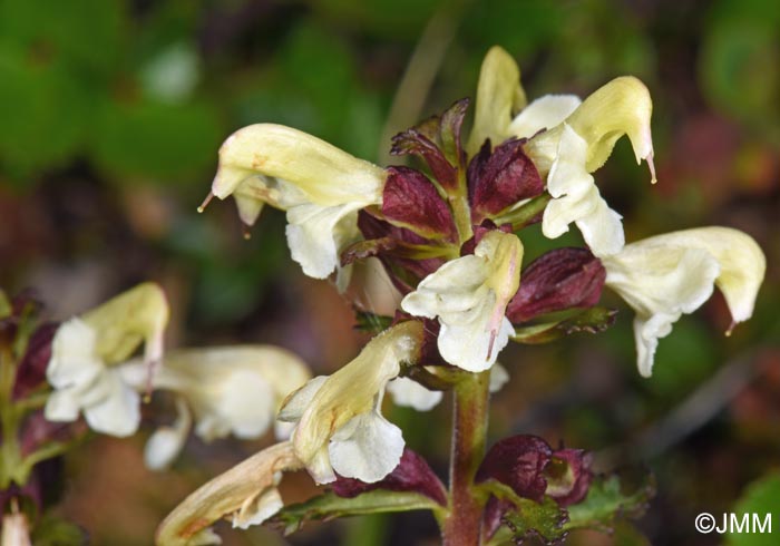 Pedicularis lapponica
