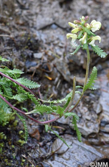 Pedicularis lapponica