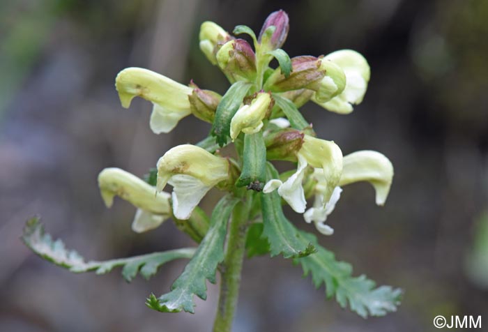 Pedicularis lapponica