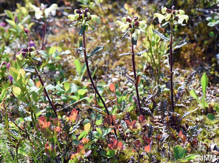 Pedicularis lapponica