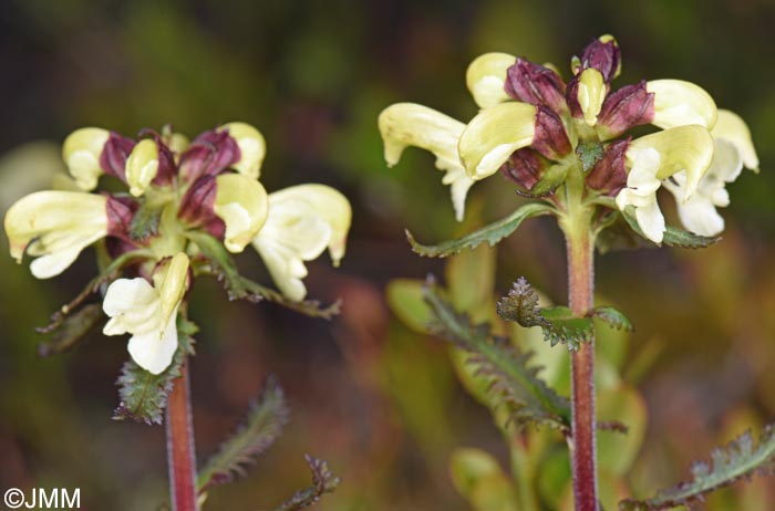 Pedicularis lapponica