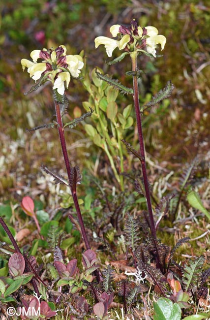 Pedicularis lapponica