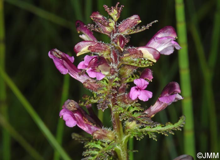 Pedicularis palustris