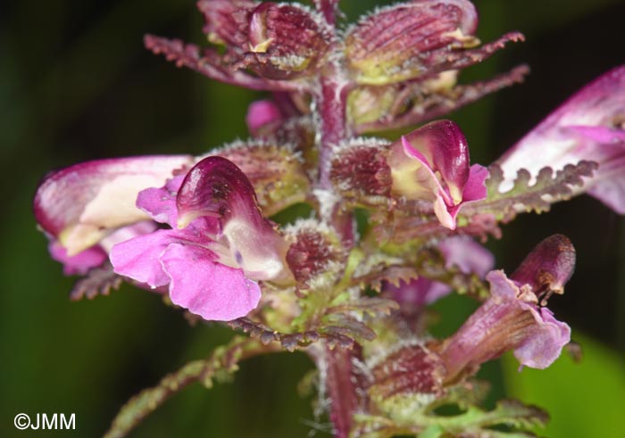 Pedicularis palustris