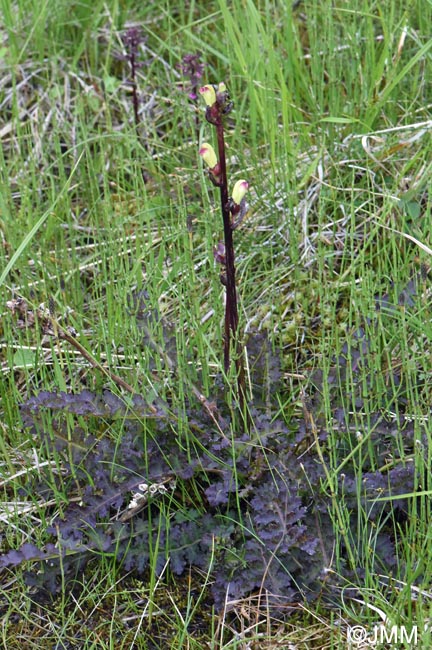 Pedicularis sceptrum-carolinum