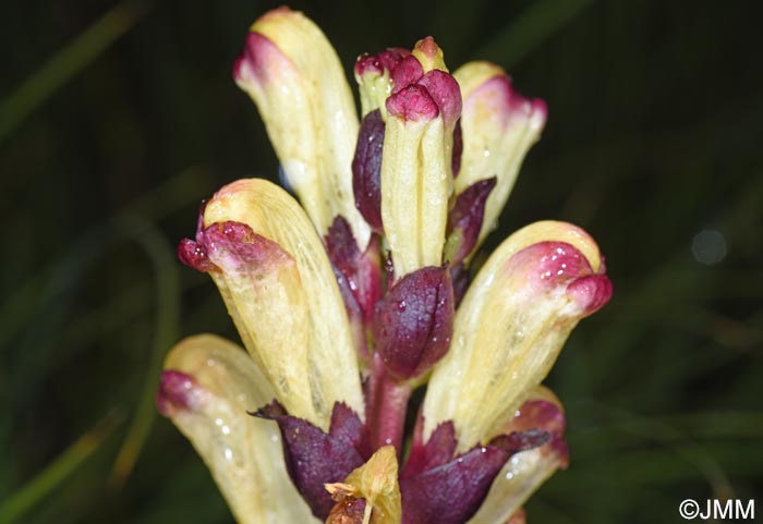 Pedicularis sceptrum-carolinum