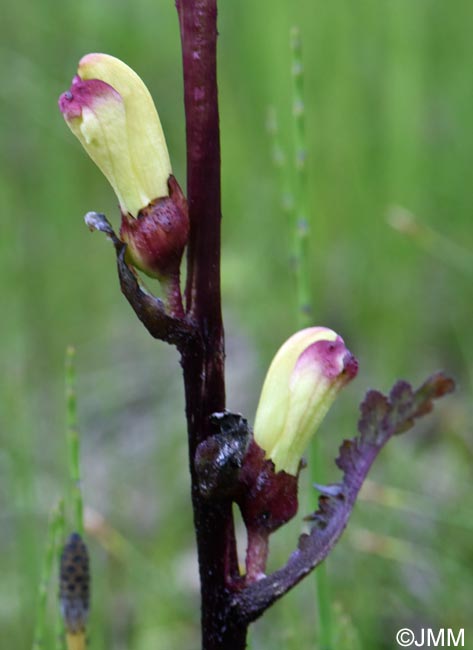 Pedicularis sceptrum-carolinum