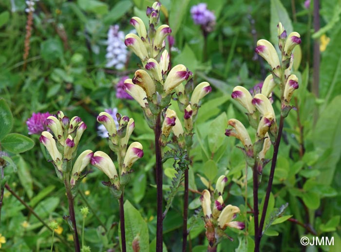 Pedicularis sceptrum-carolinum