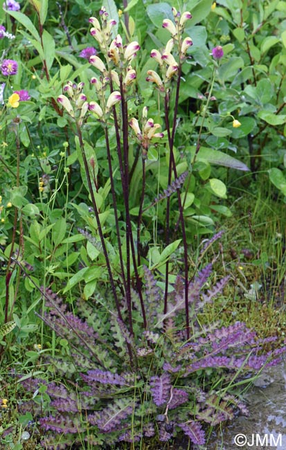 Pedicularis sceptrum-carolinum