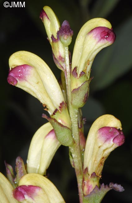 Pedicularis sceptrum-carolinum