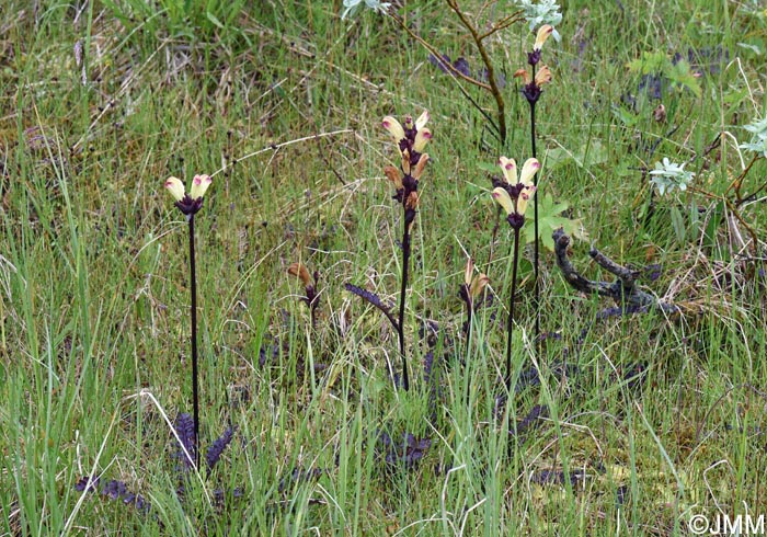 Pedicularis sceptrum-carolinum