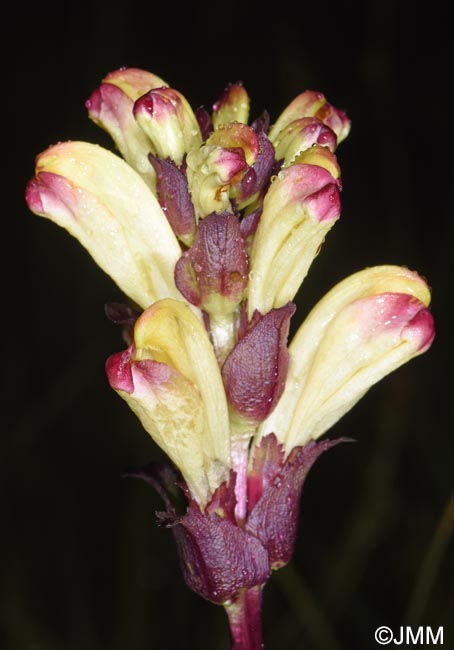 Pedicularis sceptrum-carolinum