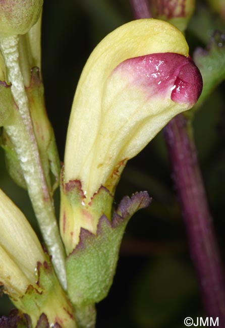 Pedicularis sceptrum-carolinum