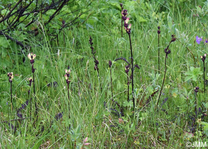 Pedicularis sceptrum-carolinum