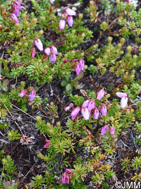 Phyllodoce caerulea