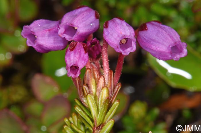 Phyllodoce caerulea