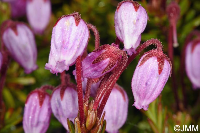 Phyllodoce caerulea