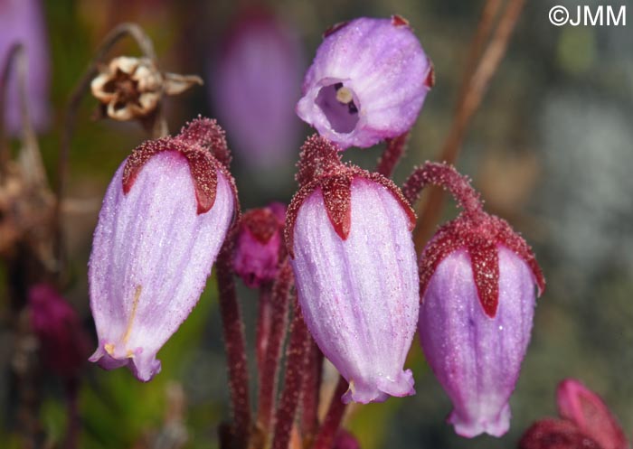 Phyllodoce caerulea