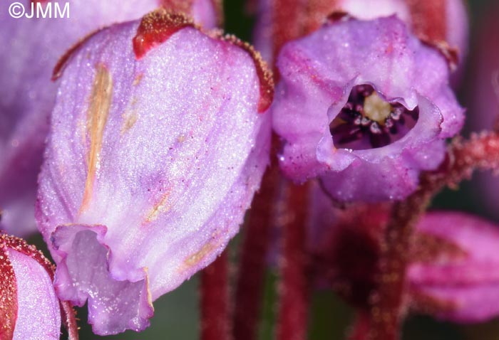 Phyllodoce caerulea