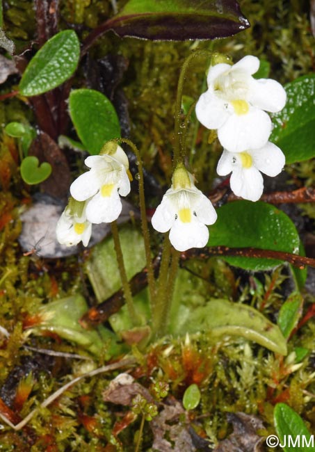 Pinguicula alpina