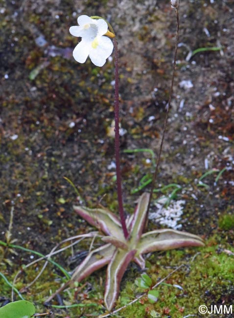 Pinguicula alpina