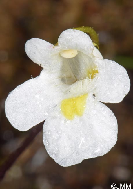 Pinguicula alpina