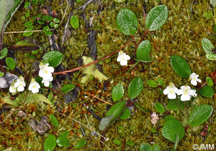 Pinguicula alpina & Salix reticulata