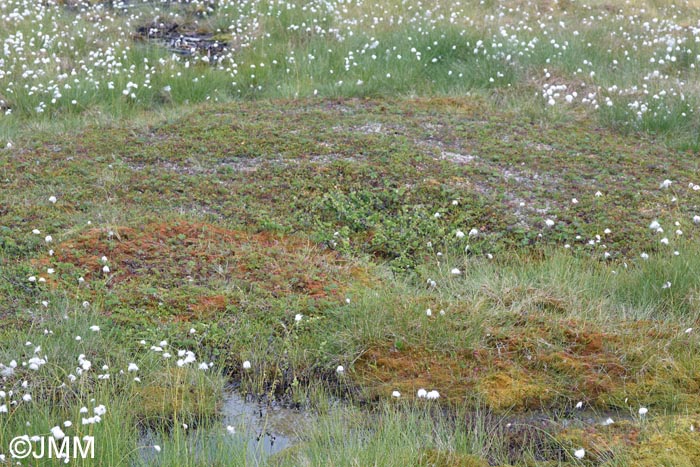 Pinguicula villosa : biotope