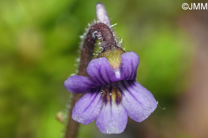 Pinguicula villosa