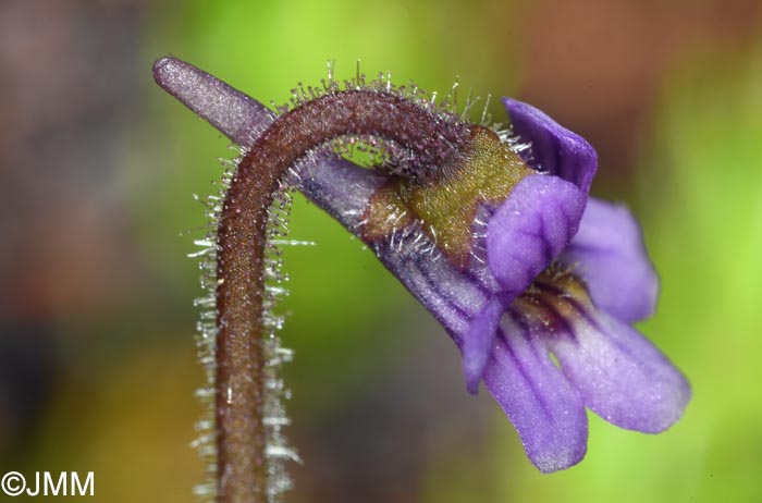 Pinguicula villosa
