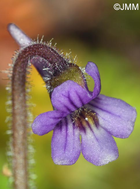 Pinguicula villosa